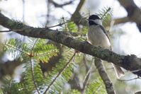 Poecile atricapillus